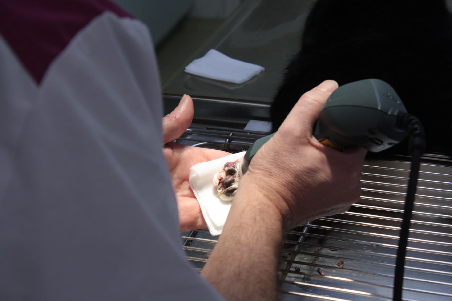 Lasertherapie op een wond: de dierenarts houdt de poot van een hond vast en behandelt die met de laserkop