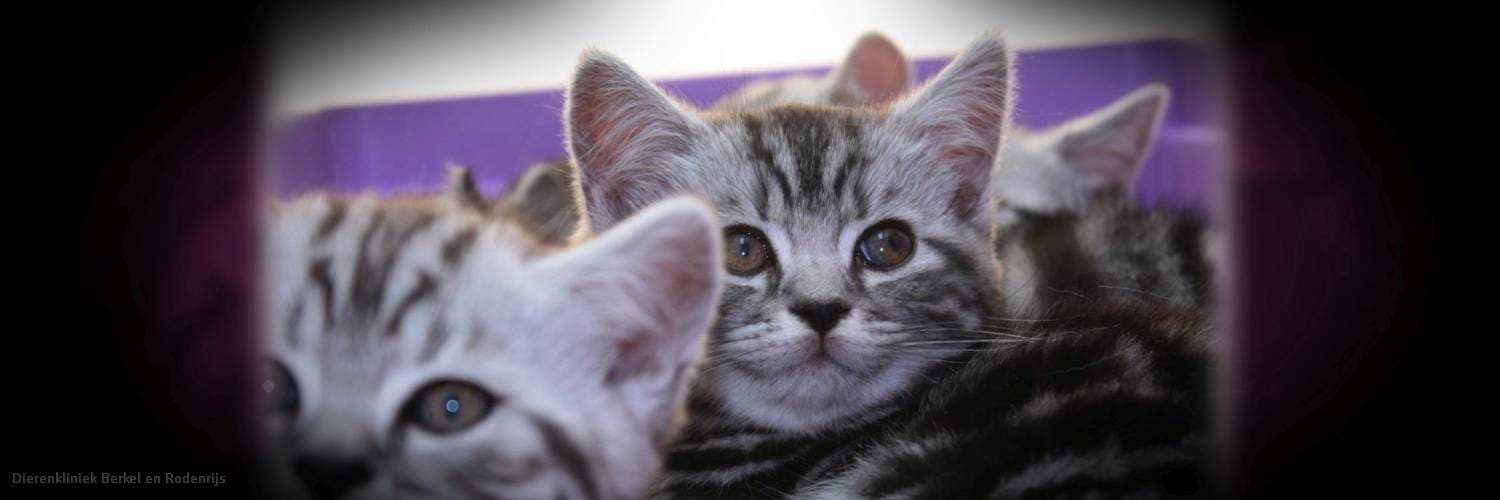Drie jonge kittens dicht tegen elkaar aan