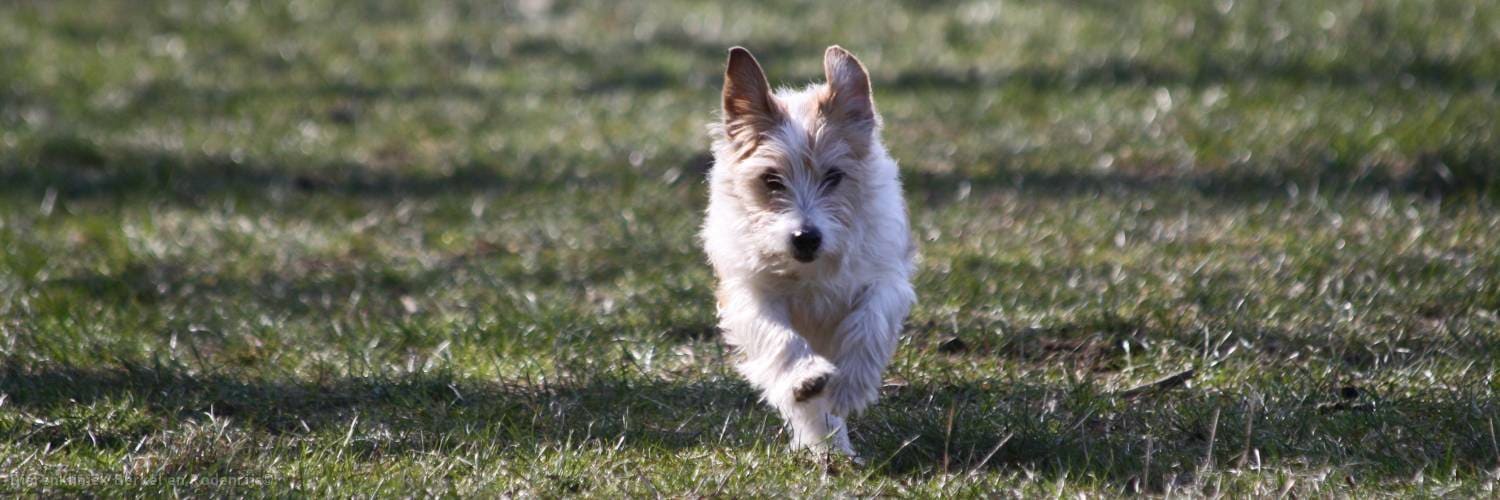 Een ruwharige hond rent door het gras naar de camera toe