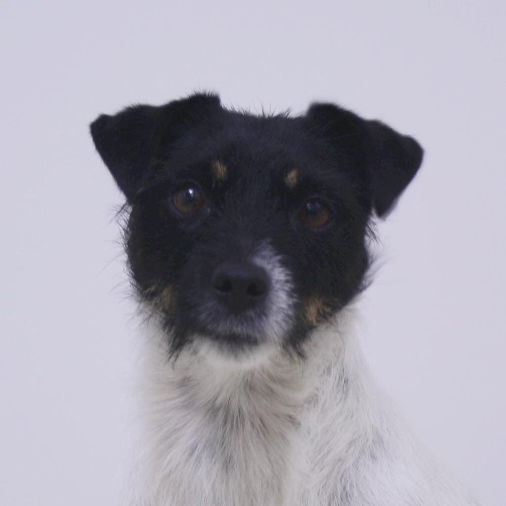 Portret van een jack russell, in dezelfde opname als de teamportretten