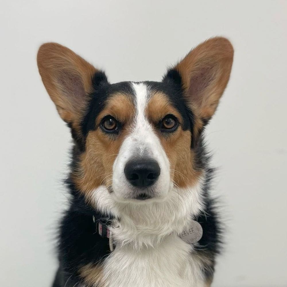 Portret van een welsh corgi, in dezelfde opname als de teamportretten