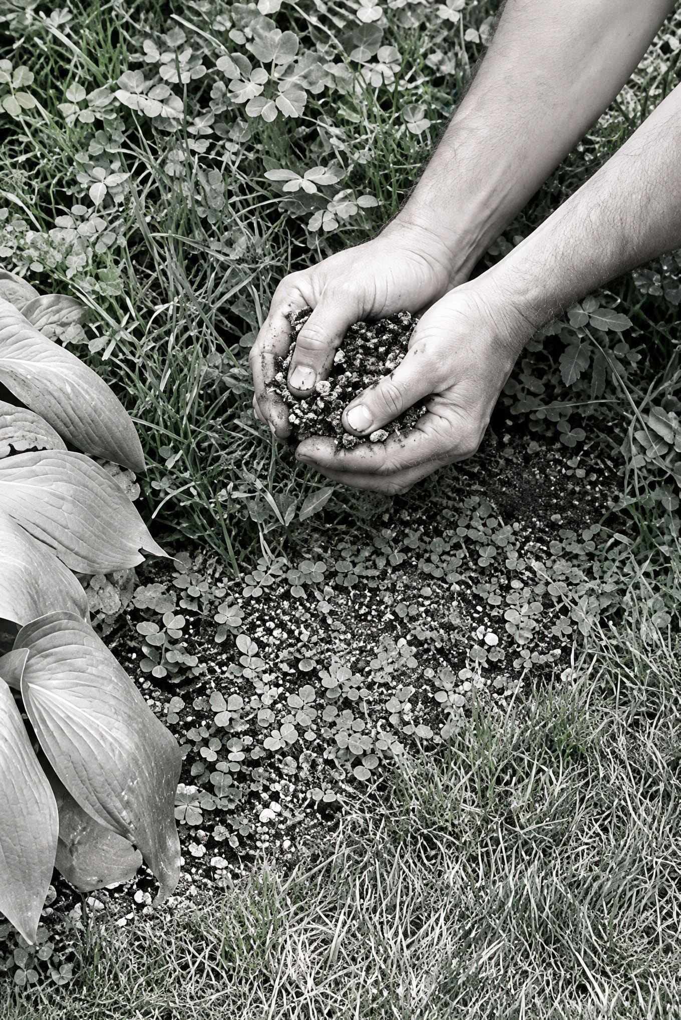 Twee handen strooien cacaodoppen uit over de grond van een border