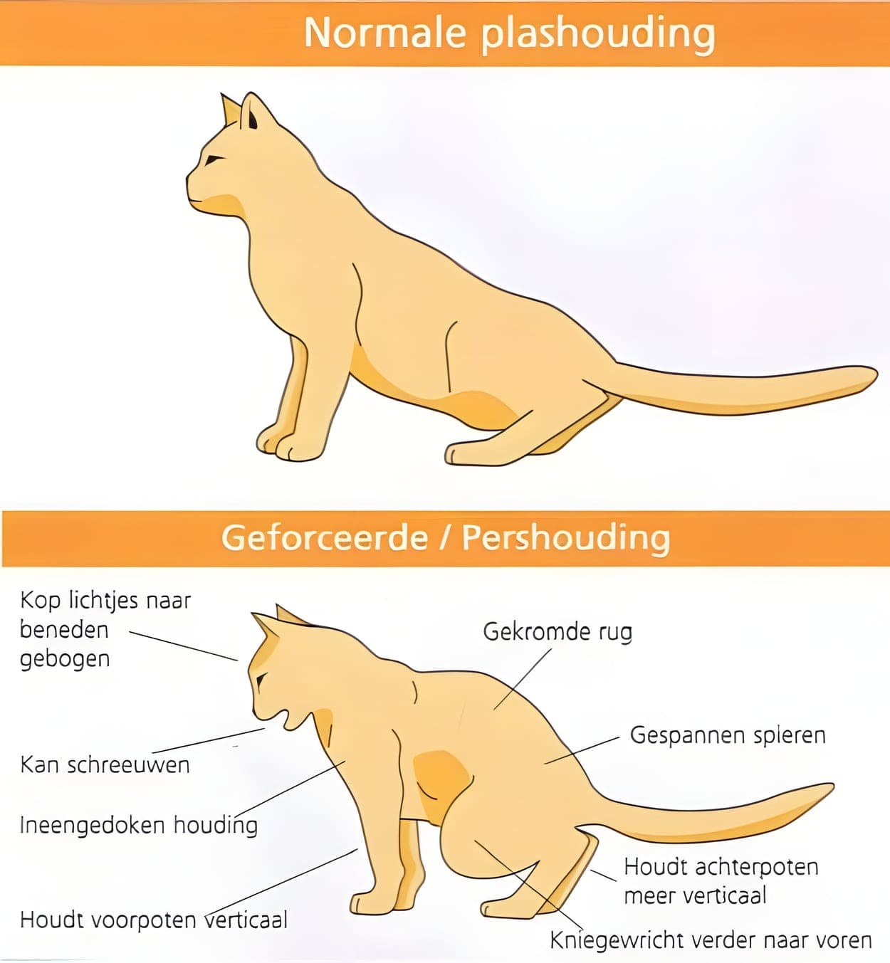 Tekening die de normale plashouding van een kat vergelijkt met de geforceerde pershouding